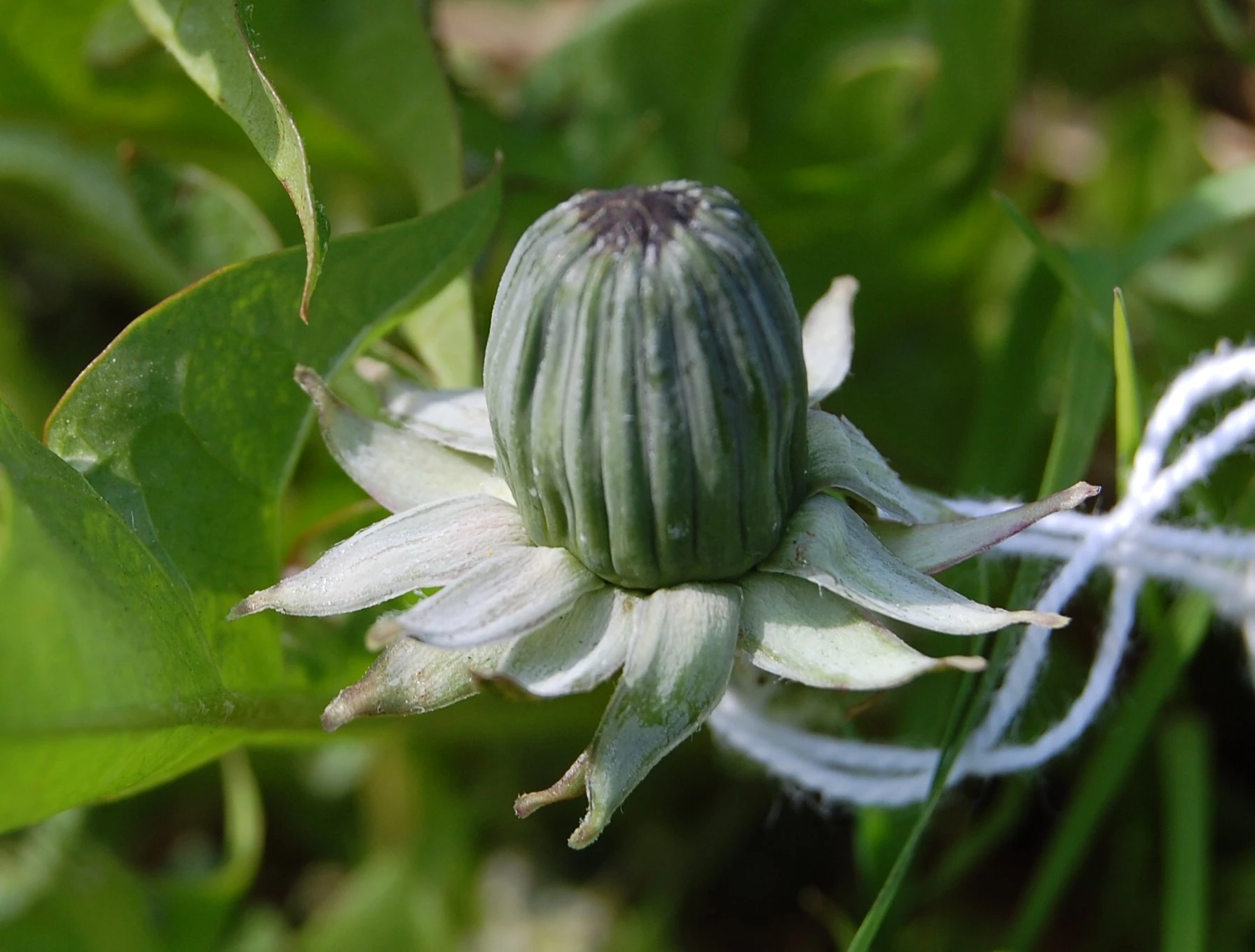 <em>Taraxacum obtusifrons</em> Markl.