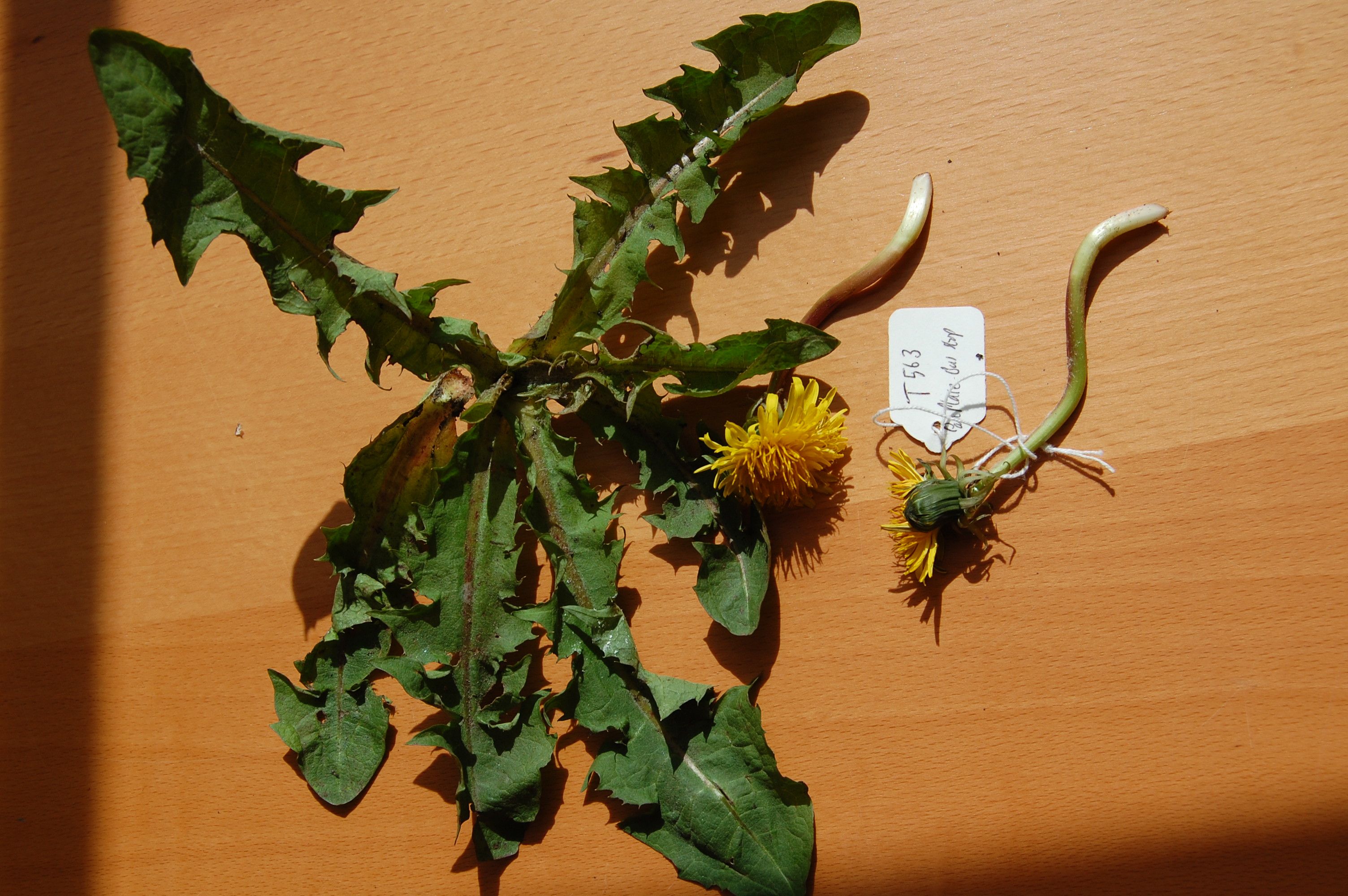 <em>Taraxacum pachymerum</em> G.E.Haglund