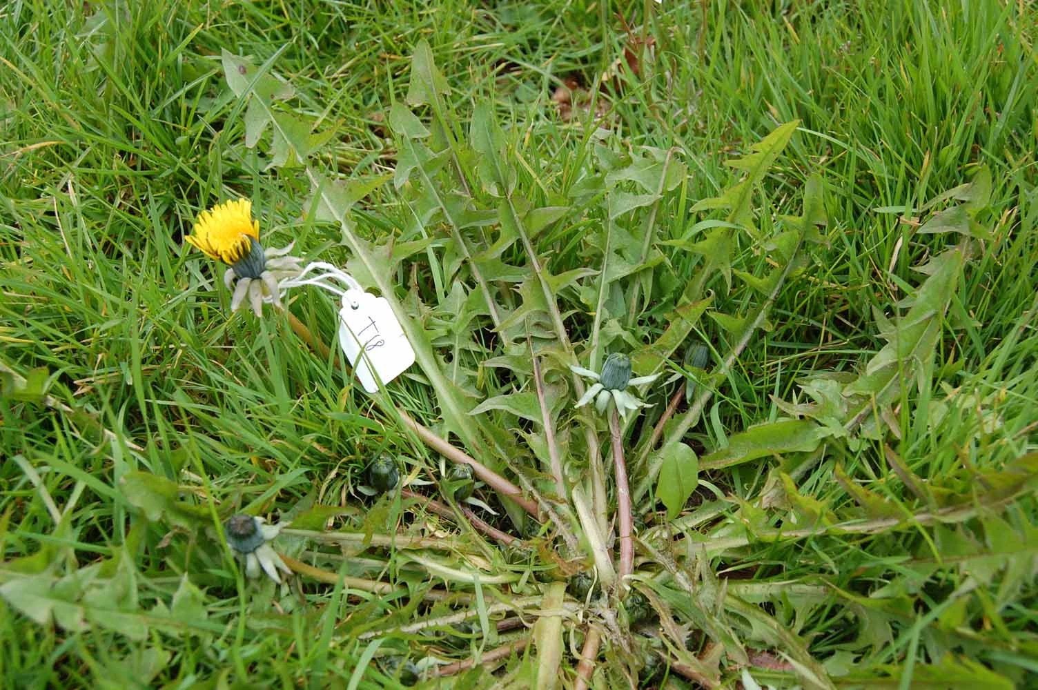 <em>Taraxacum pallidipes</em> Markl.