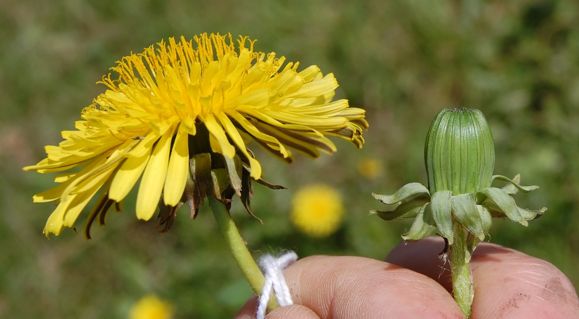 <em>Taraxacum pannucium</em> Dahlst.