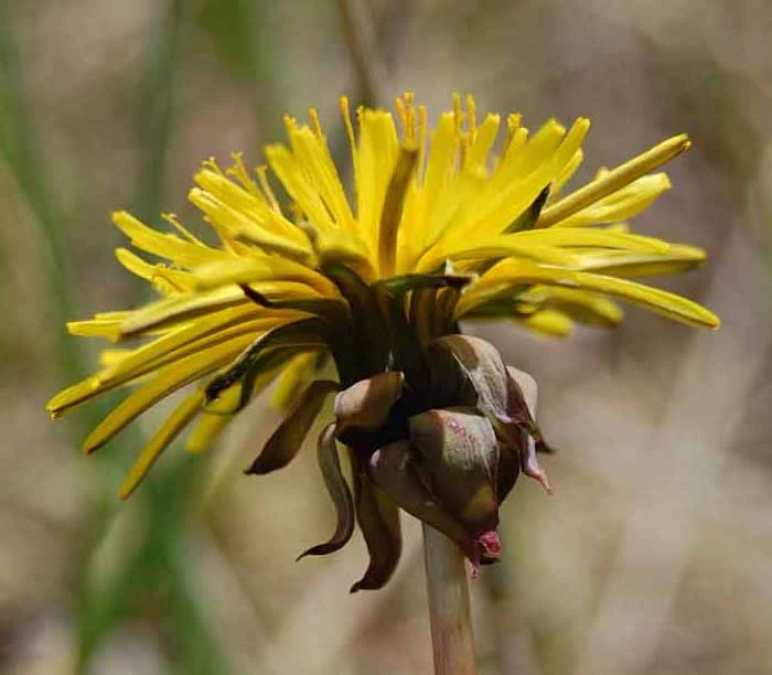 <em>Taraxacum piceatum</em> Dahlst.