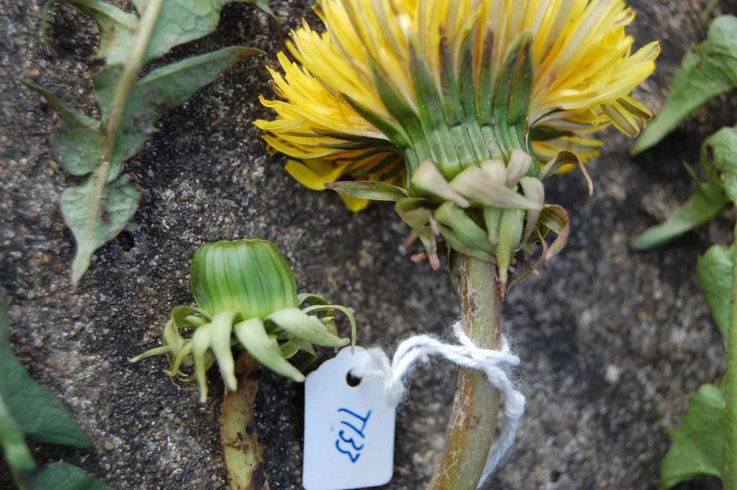 <em>Taraxacum planum</em> Raunk. emend. H.Øllg.