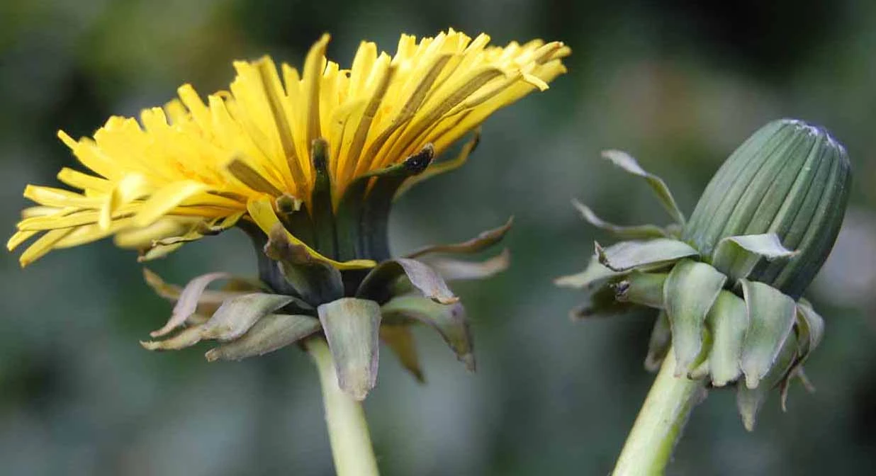 <em>Taraxacum pulchrifolium</em> Markl.