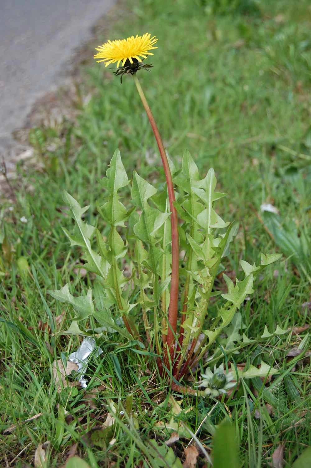 <em>Taraxacum pulchrifolium</em> Markl.