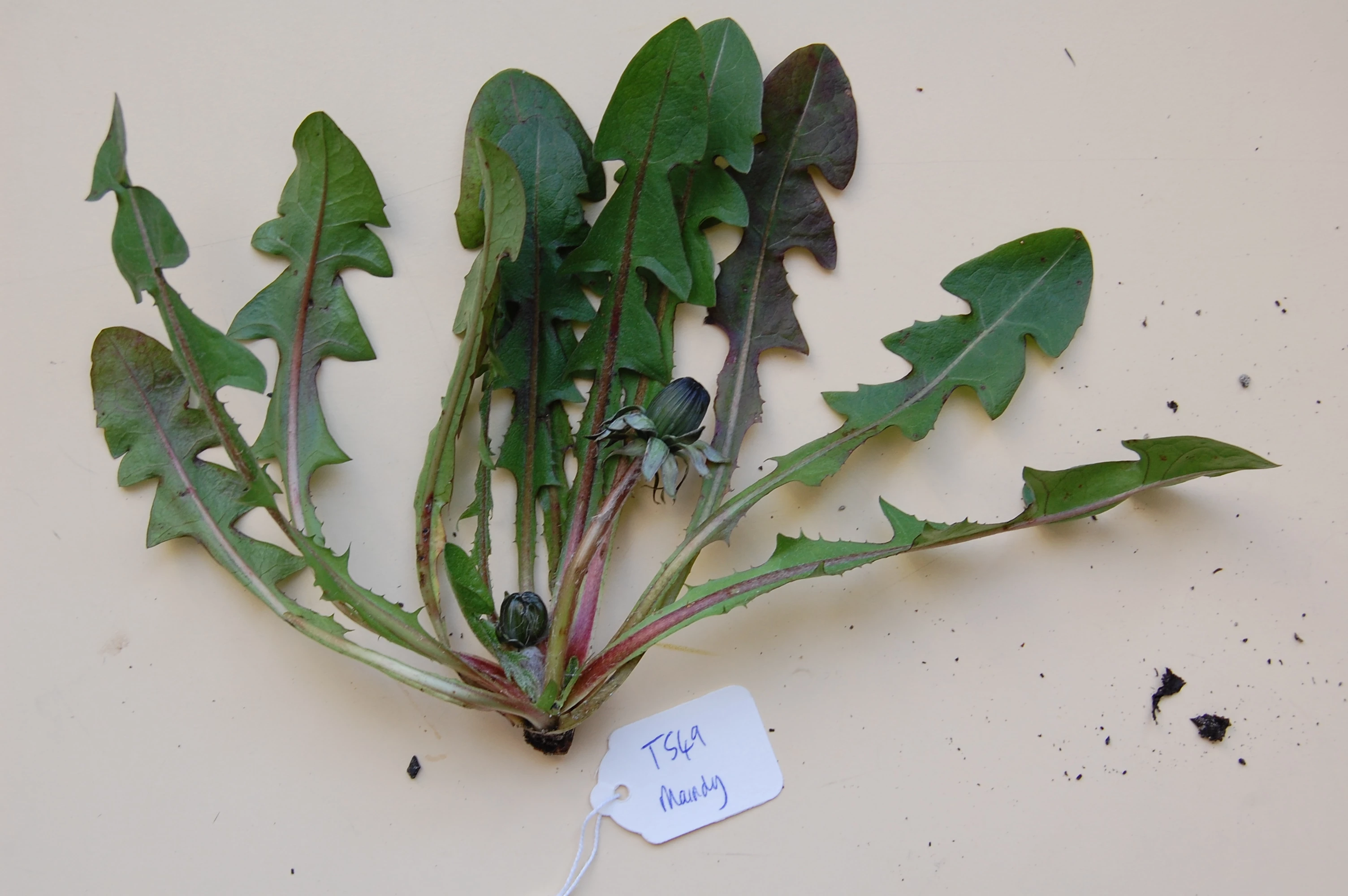 <em>Taraxacum quadrans</em> H. Øllg.