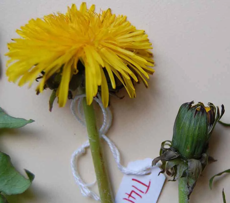 <em>Taraxacum sagittipotens</em> Dahlst. & R.Ohlsen ex G.E.Haglund