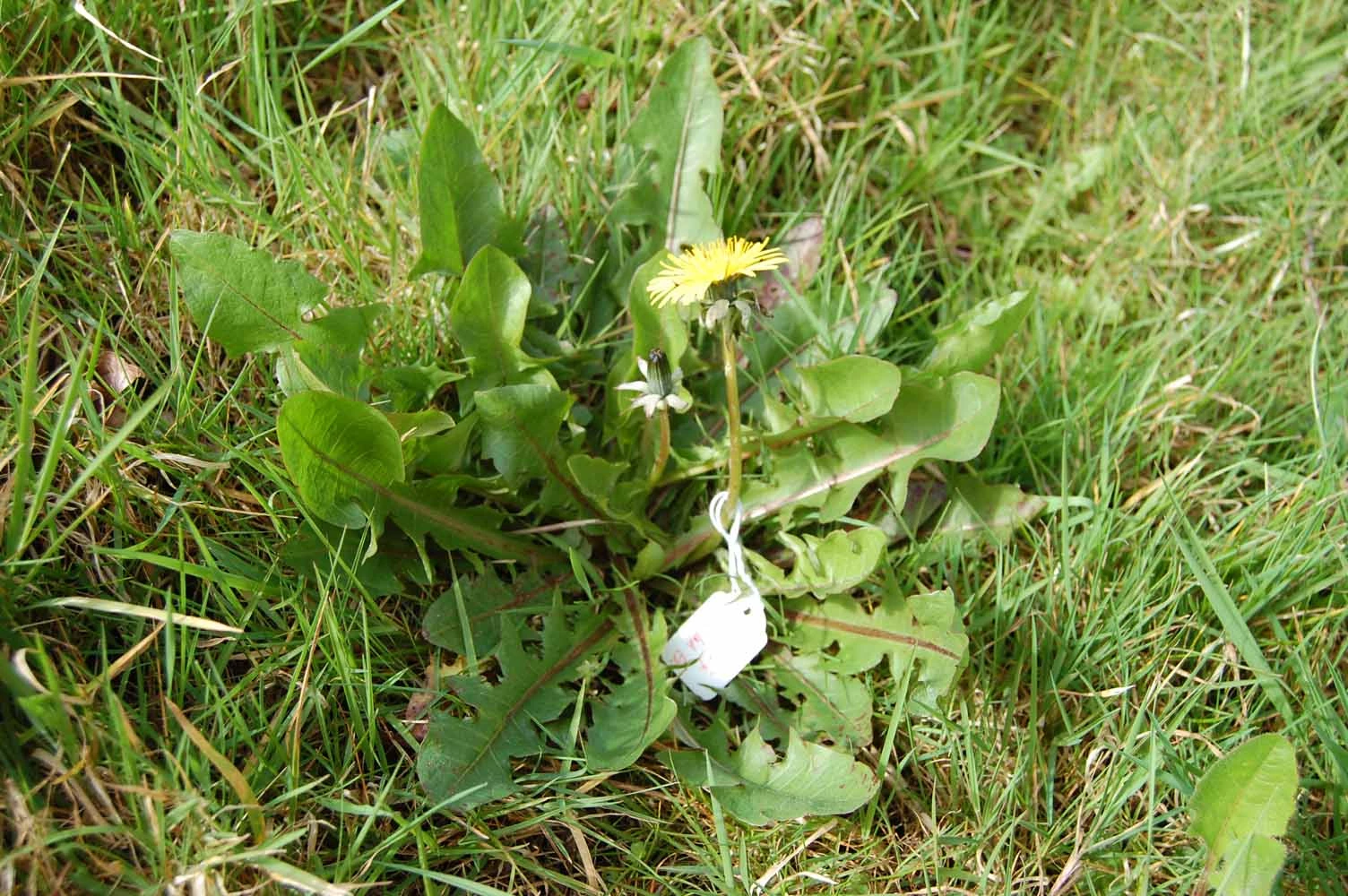 <em>Taraxacum sahlinianum</em> Dudman & A.J.Richards