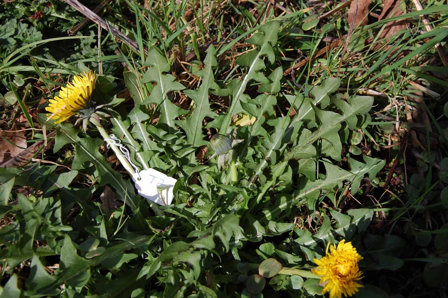 <em>Taraxacum sellandii</em> Dahlst.