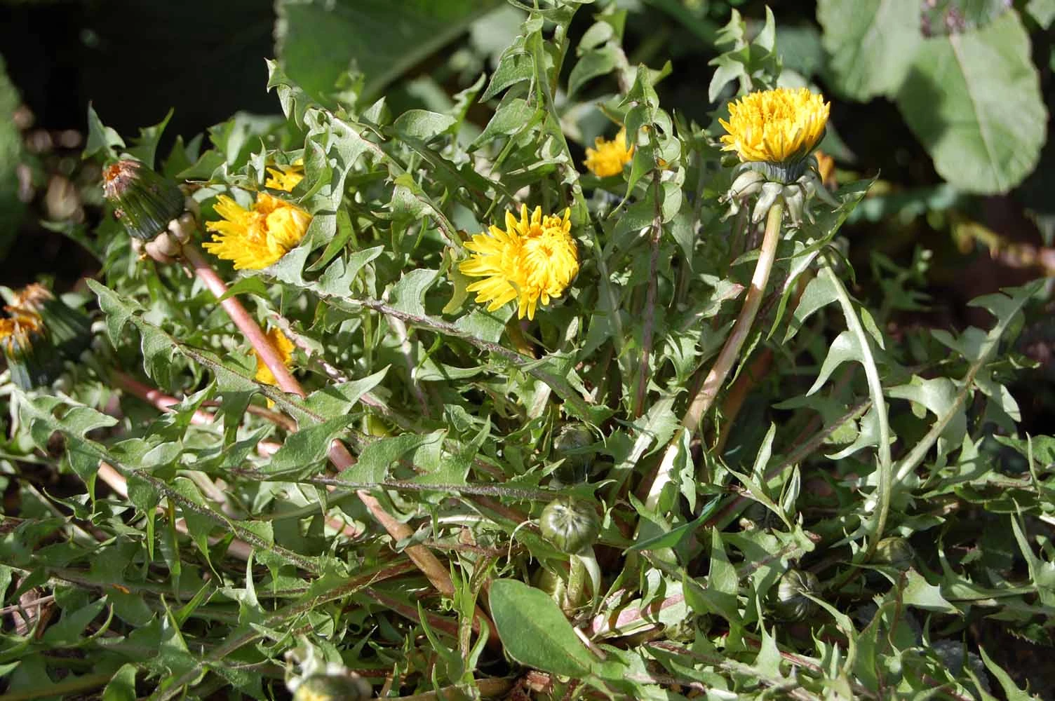 <em>Taraxacum semiglobosum</em> H.Lindb.