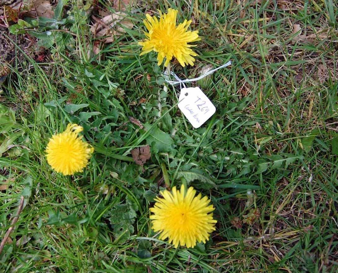 <em>Taraxacum stenacrum</em> Dahlst.
