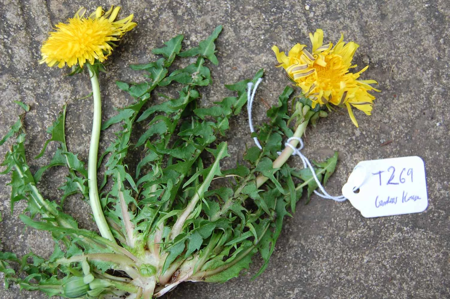 <em>Taraxacum stenacrum</em> Dahlst.