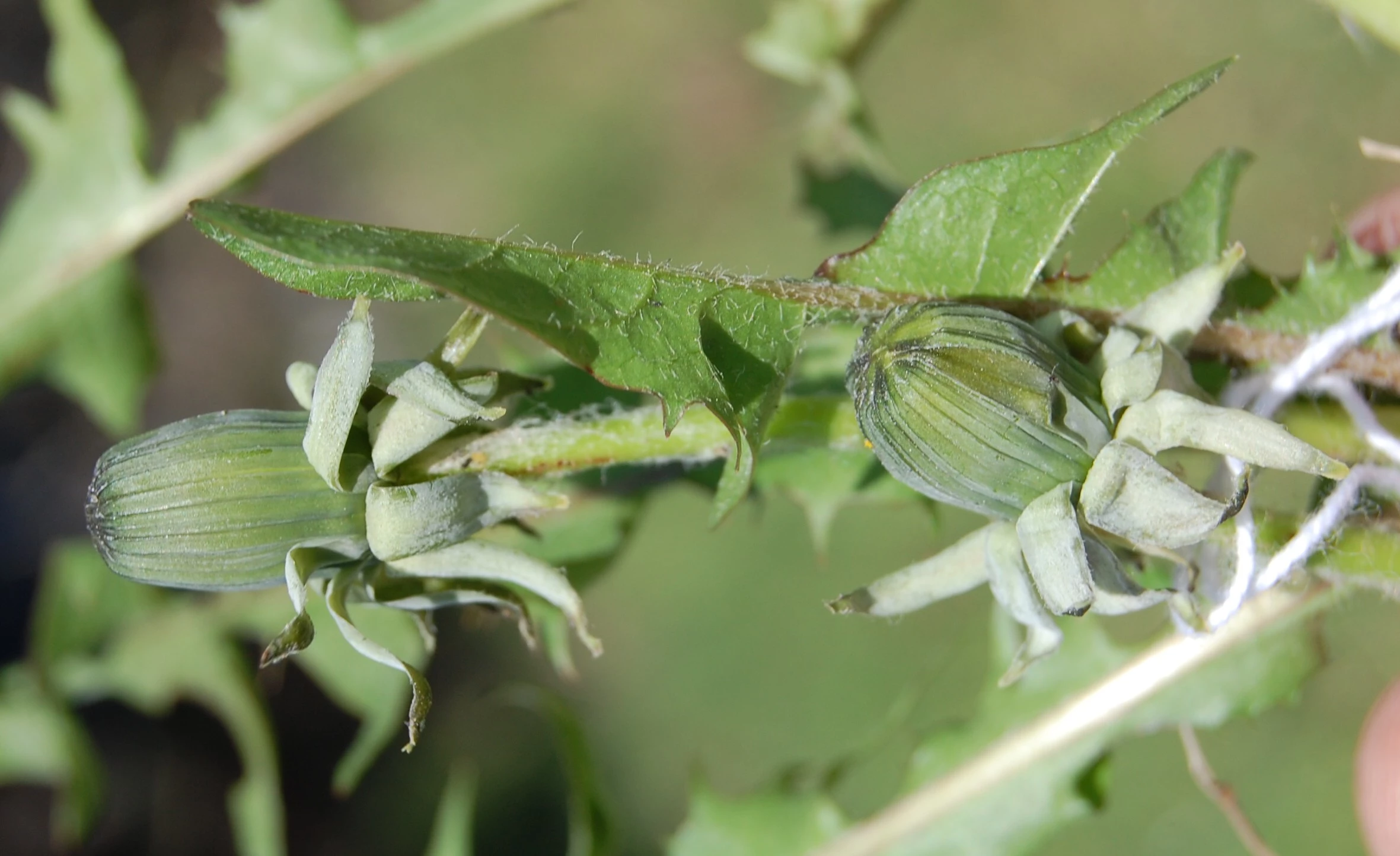 <em>Taraxacum stenoglossum</em> Brenner (=<em>T. dahlstedtii</em> H. Lindeb.)