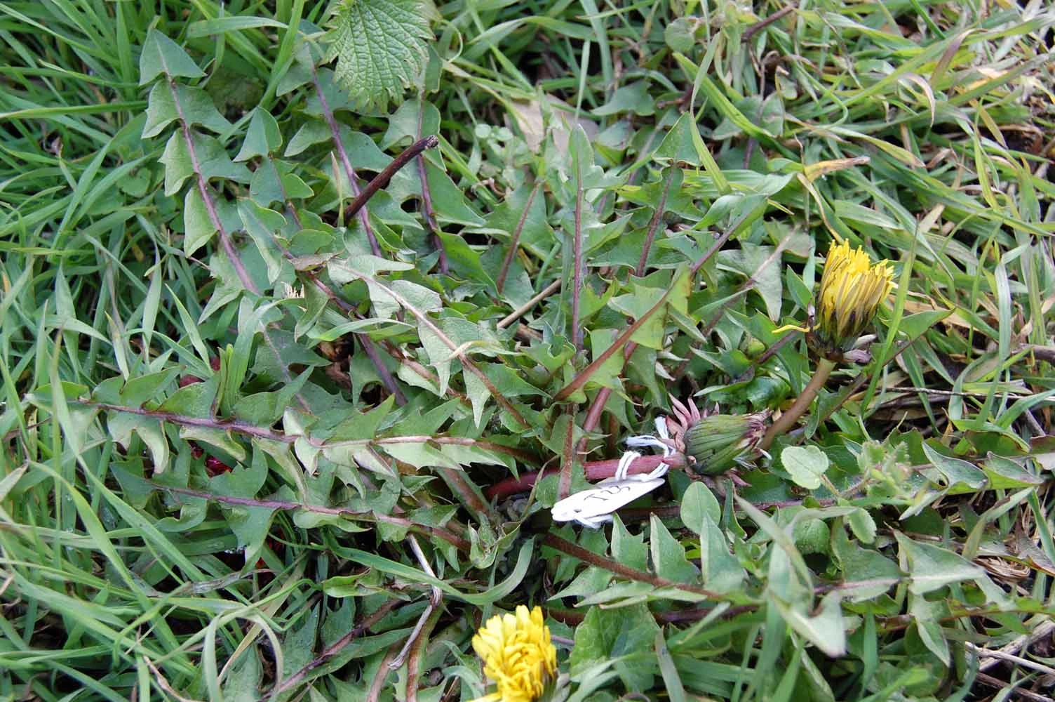 <em>Taraxacum subbracteatum</em> A.J.Richards