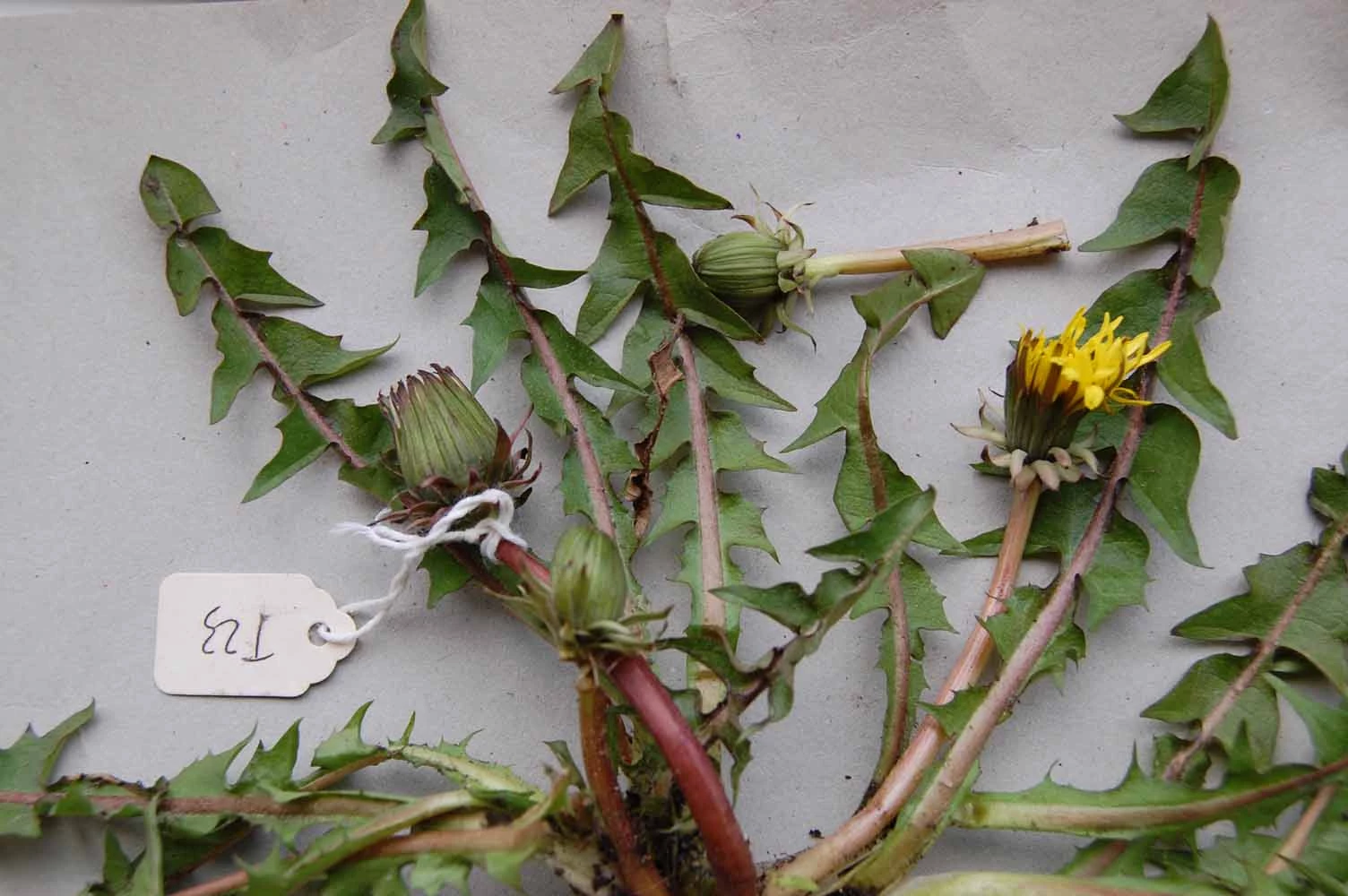 <em>Taraxacum subbracteatum</em> A.J.Richards