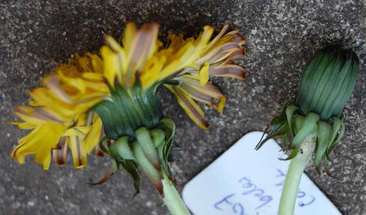 <em>Taraxacum sublaeticolor</em> Dahlst.