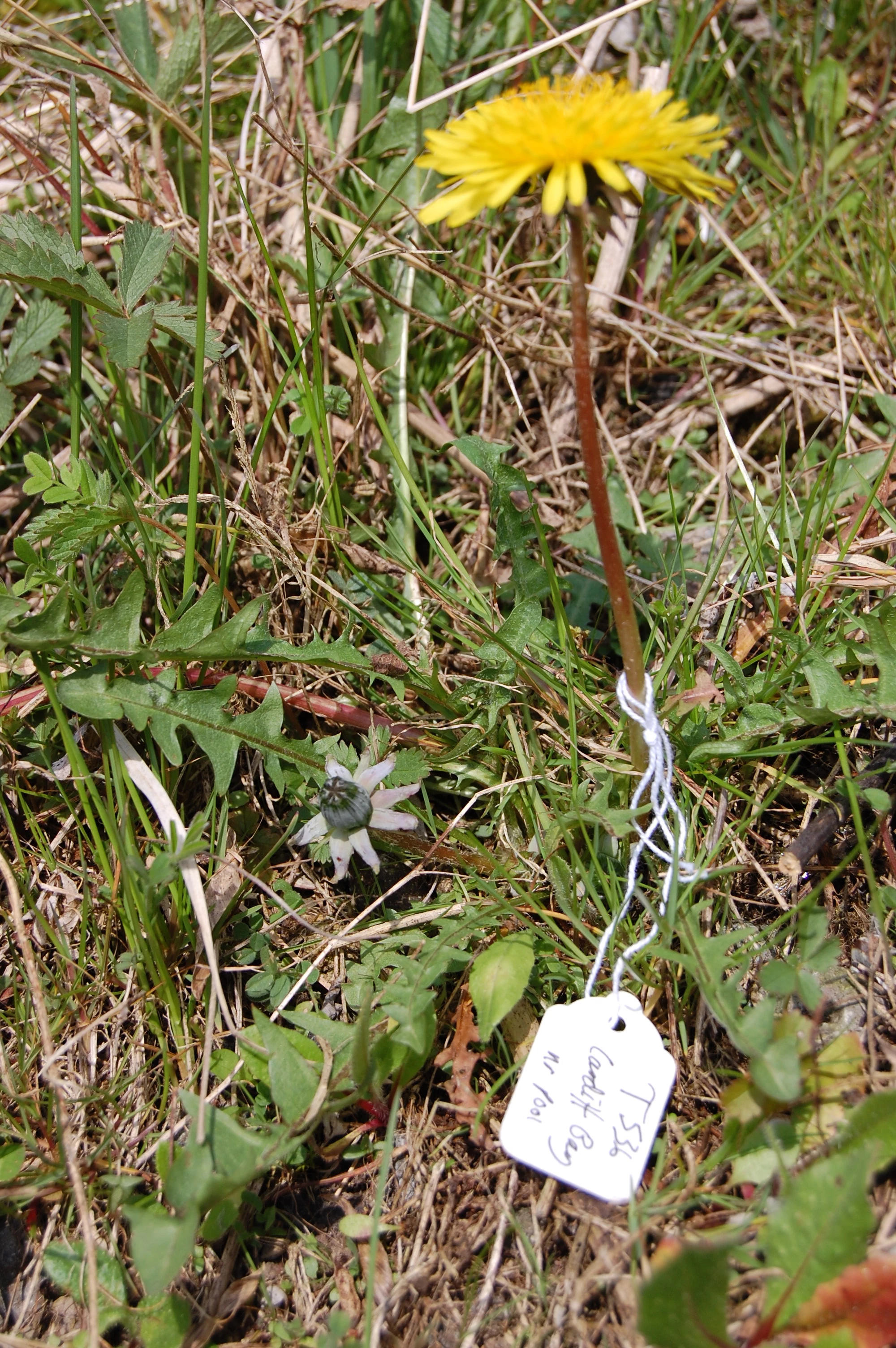 <em>Taraxacum tenebricans</em> (Dahlst.). Dahlst.