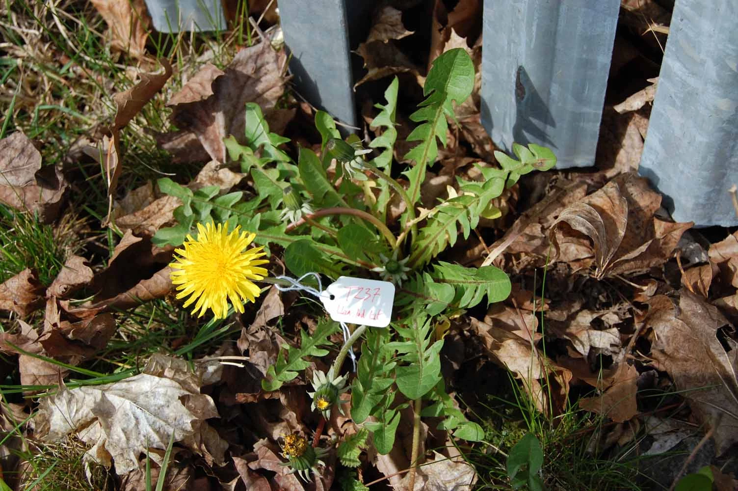 <em>Taraxacum vastisectum</em> Markl. ex Puol.