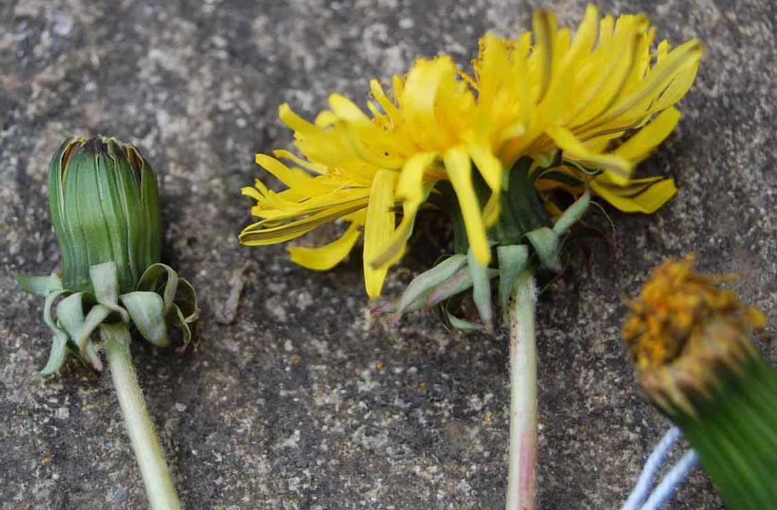 <em>Taraxacum vastisectum</em> Markl. ex Puol.