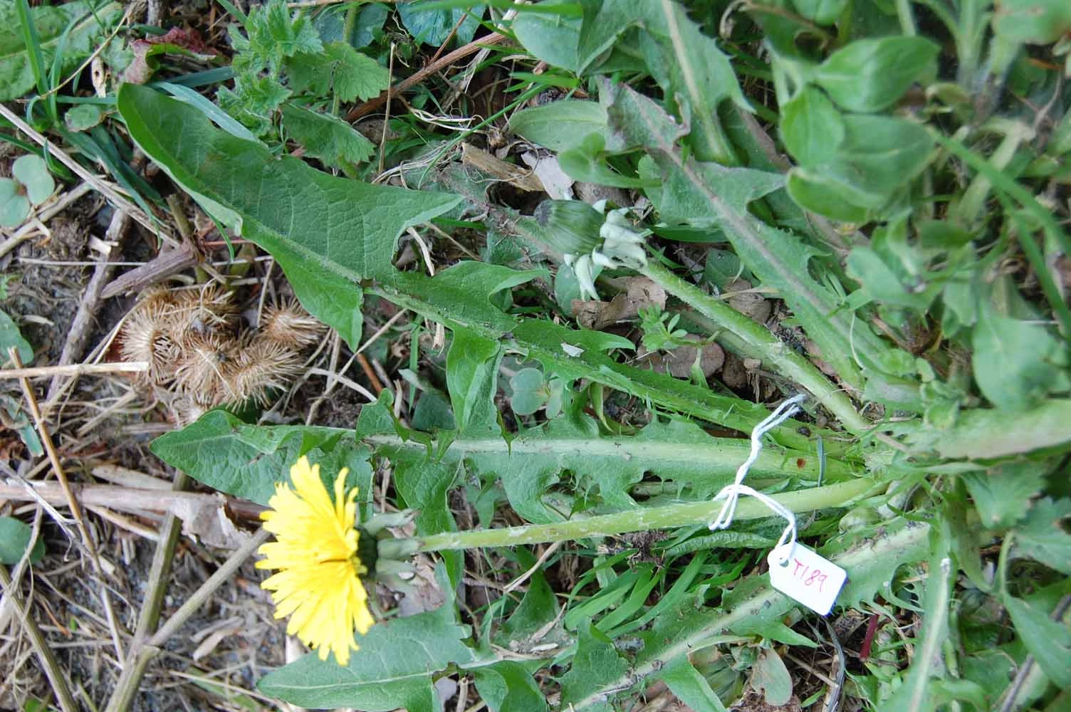<em>Taraxacum xanthostigma</em> H.Lindb.