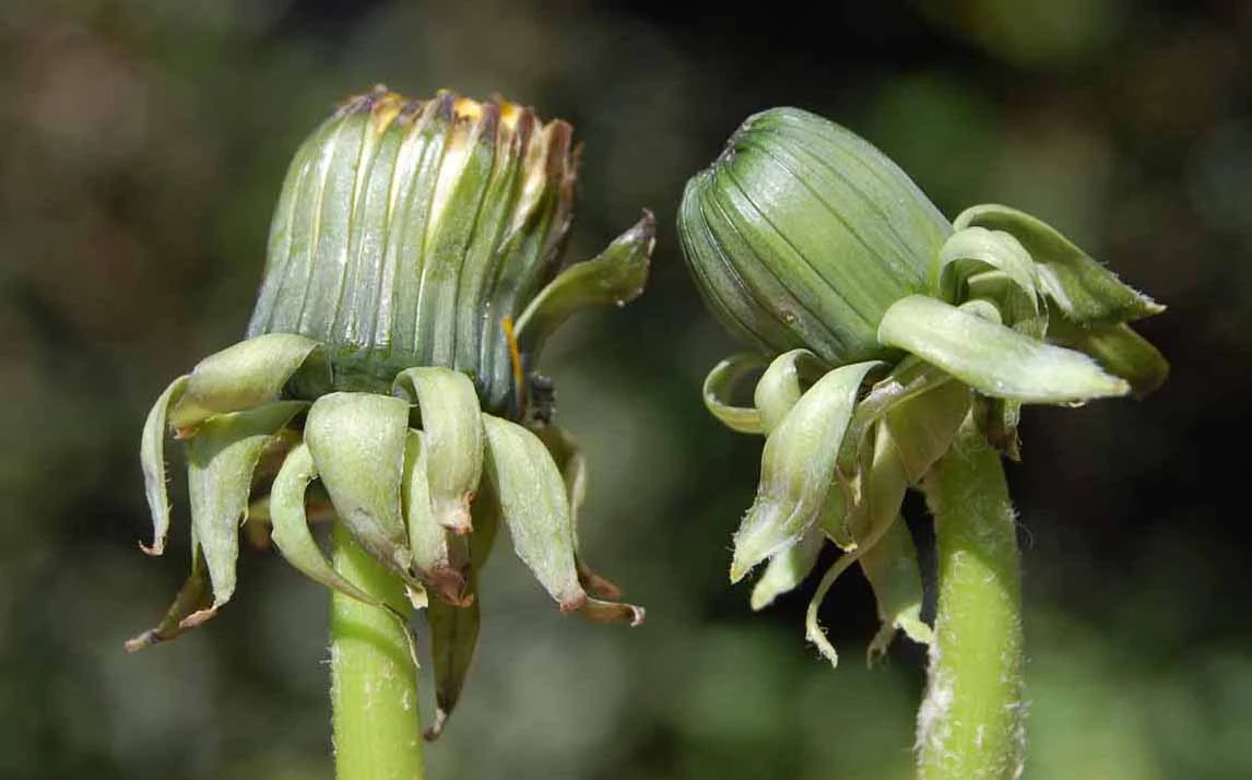 <em>Taraxacum xanthostigma</em> H.Lindb.