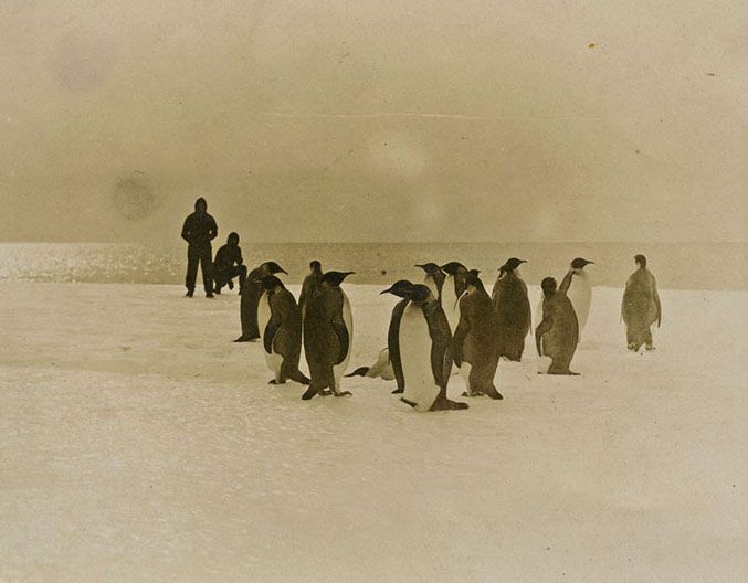 Ffotograff o Bengwiniaid Ymerodrol a dynnwyd gan Frederick Gillies yn Nhir y Frenhines Mary, yr Antarctig ym 1912.