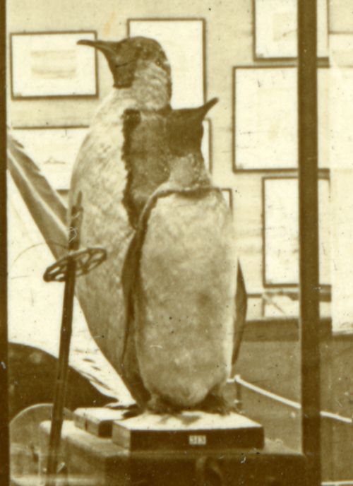 Un o'r Pengwiniaid Ymerodrol a Pengwin Brenhinol Shackleton yn yr arddangosfa Antarctig hon o 1914, a gynhaliwyd gan yr Amgueddfa yn Neuadd y Dref. 