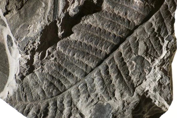 Darn o ffrond rhedyn marattialeaidd, o ardal Westphalia Maes Glo de Cymru.   