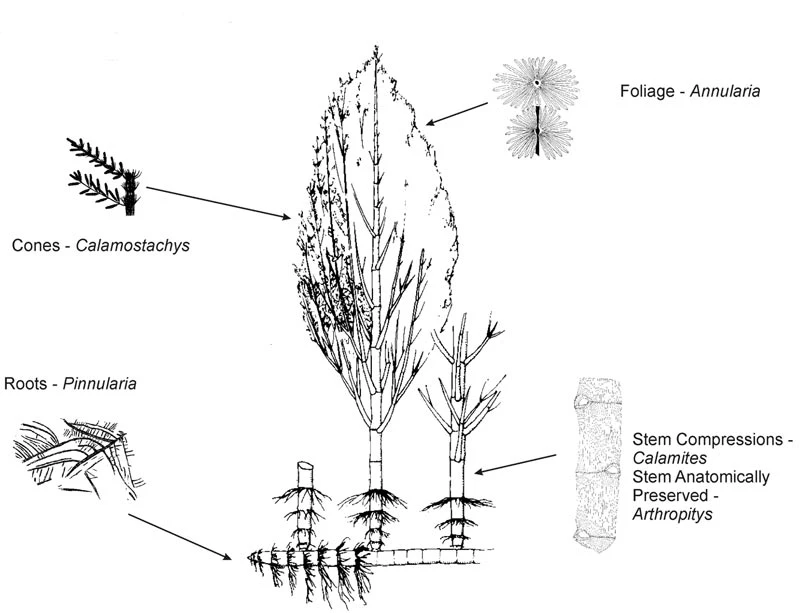 Esiampl o'r problemau enwi all godi gyda ffosilau planhigion.