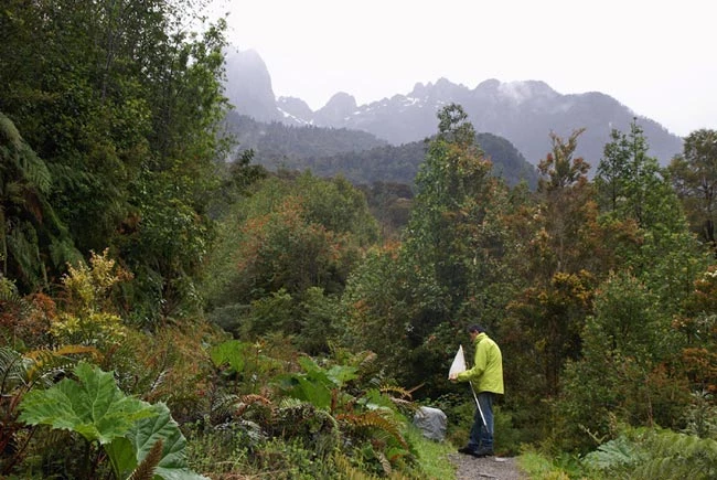 Casglu trychfilod, Alerce Andino, Chile.