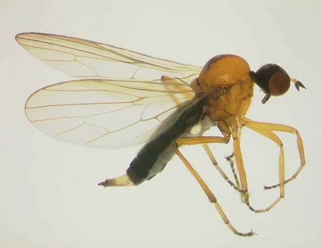Rhywogaeth heb ei disgrifio o <em>Neotrichina</em> (tua 4mm o hyd).