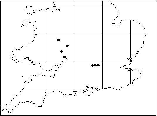 Map yn dangos dosbarthiad y Galdrist Rithiol ym Mhrydain (pob cofnod: data trwy garedigrwydd Cymdeithas Fotanegol Ynysoedd Prydain 2013).