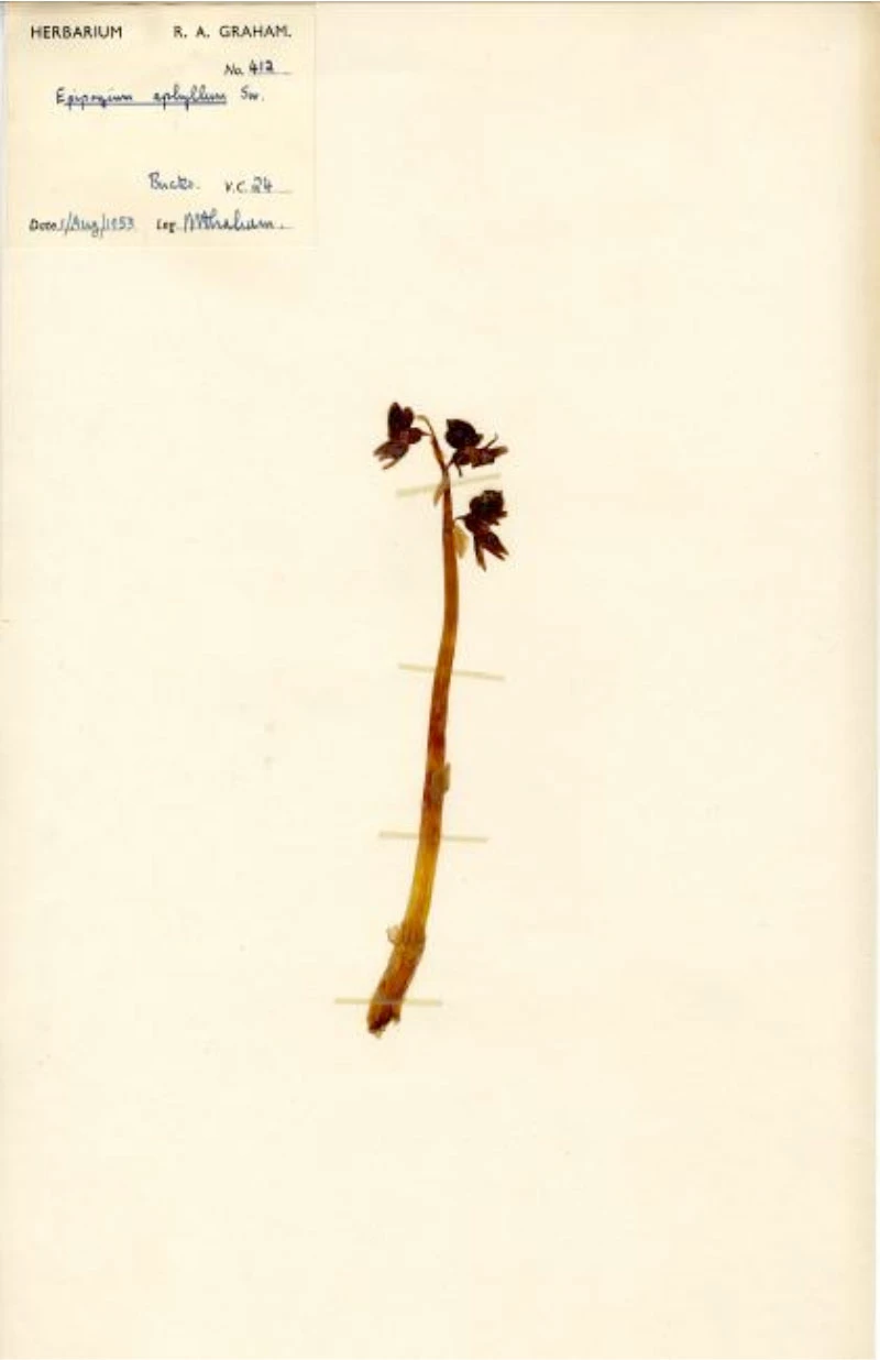 Y Galdrist Rithiol a gasglwyd gan Rex Graham, 1953