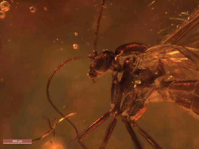 98.7G.1 Sciaindae Fungus Gnat