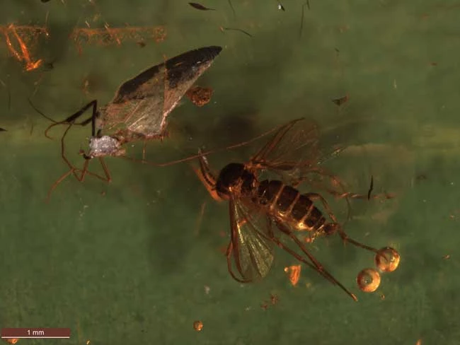 98.7G.24 Biting Midge and Moth