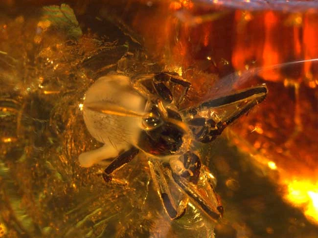 98.2G.2 Opilones Spider