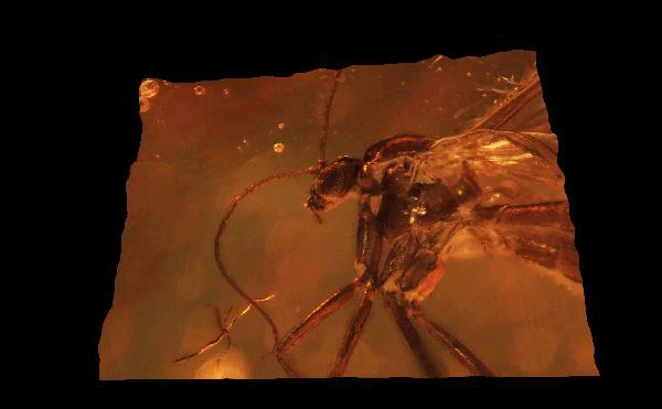 Fungus gnat in amber