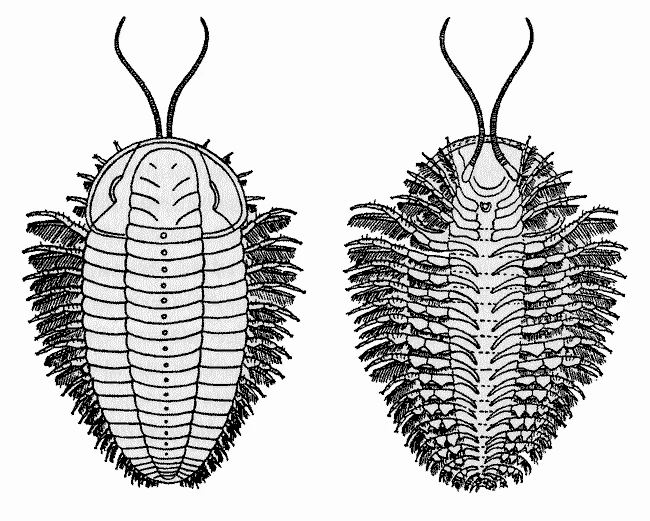 Adluniad C. E. Beecher o <em>Triarthrus eatoni</em> ym 1893 yn seiliedig ar ffosilau o'i Wely Trilobit