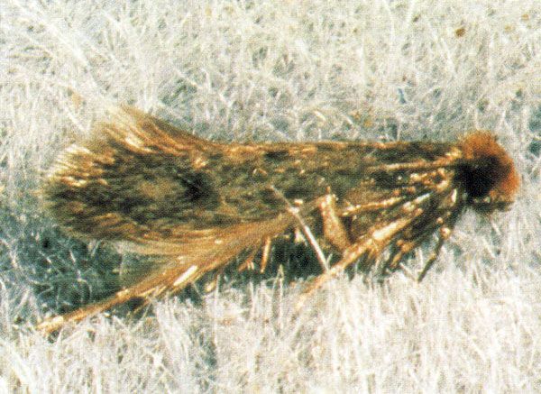 Webbing cloths moth  - Tineola bisselliella