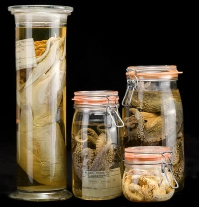 Sbesimenau dros gan mlwydd oed wedi'u cadw mewn hylif, a ffynhonnell bosib i astudiaethau DNA.