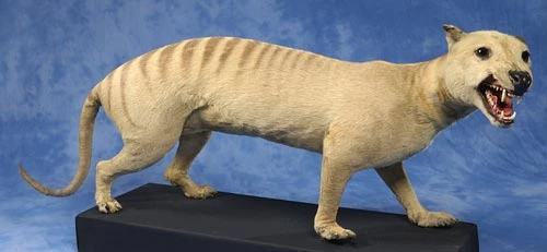 Y Blaidd  Tasmaniaidd, sydd wedi diflannu. <br />Defnyddiwyd DNA a dynnwyd o groen y sbesimenau yn yr Amgueddfa i astudio'r berthynas rhwng y Blaidd Tasmaniaidd ag anifeiliaid bolgodog eraill.