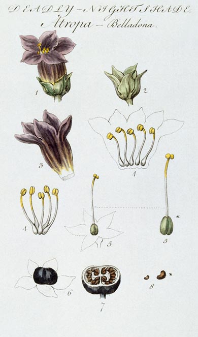 <em>Atropa belladonna L.</em> (Codwarth). Yn dangos strwythur y blodyn a phen yr hedyn.