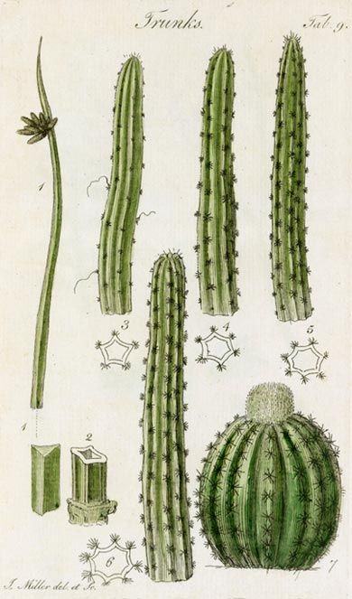 Yn dangos y gwahanol fathau o goesynnau noddlawn sydd mewn planhigion, yn enwedig cacti a phlanhigion suddlon eraill.