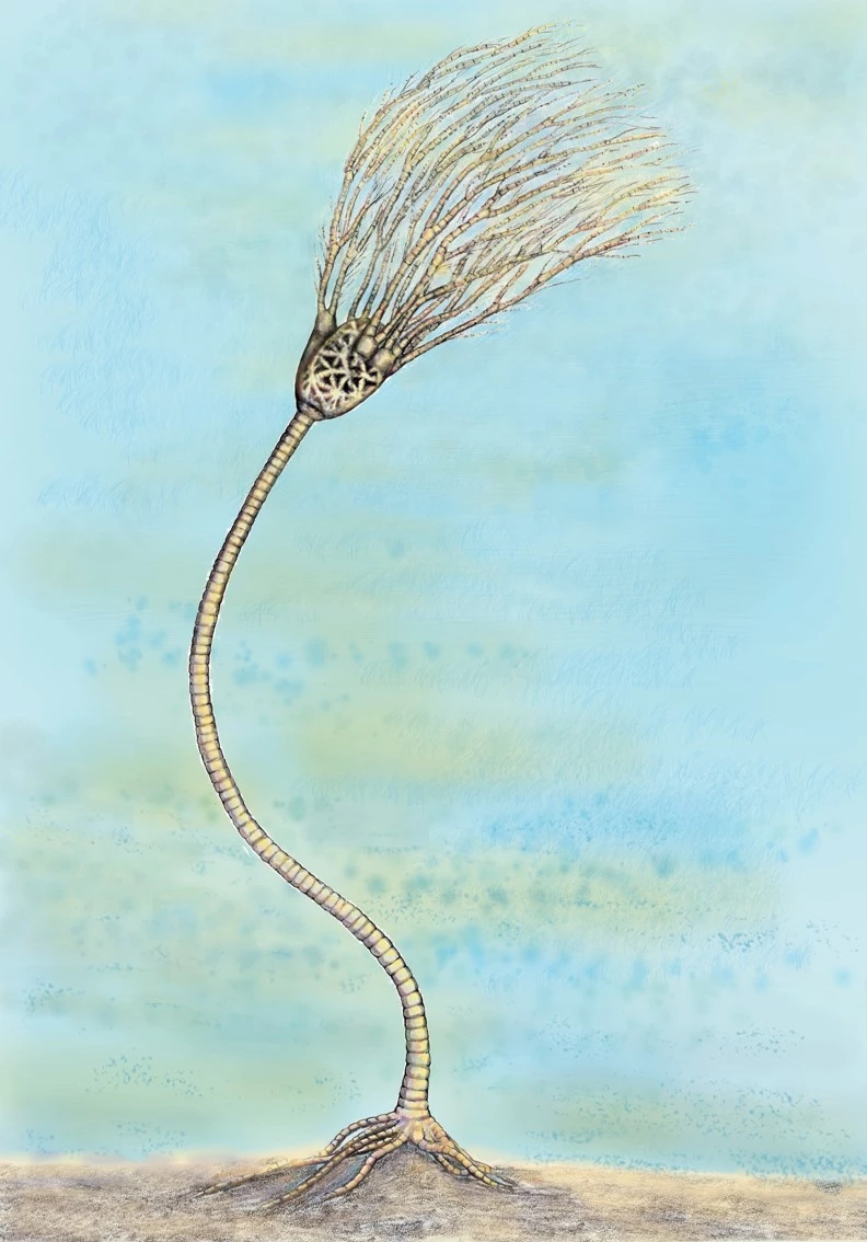 Adluniad o <em>Hylodecrinus cymrus.</em>