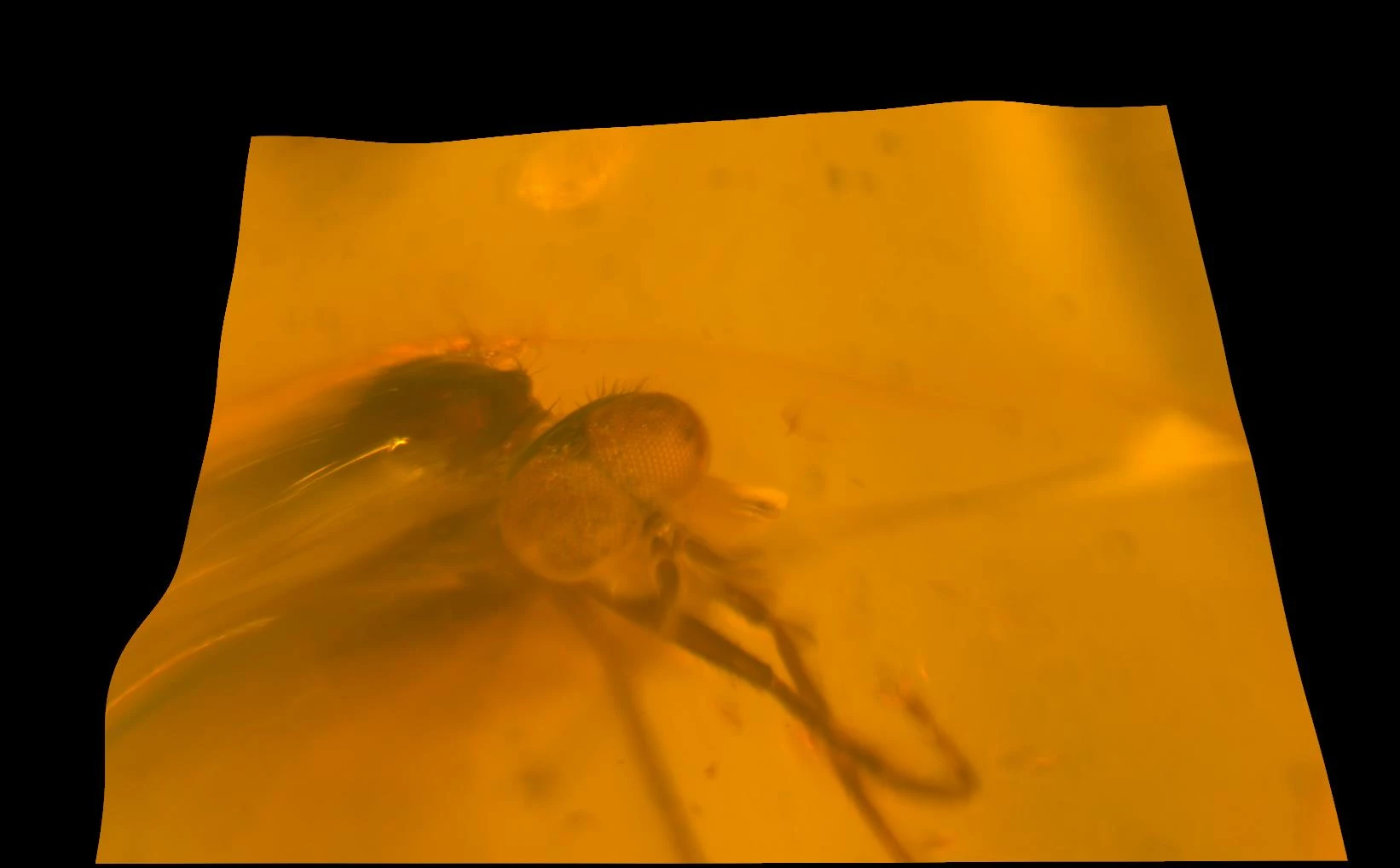 Pryfyn (Diptera)