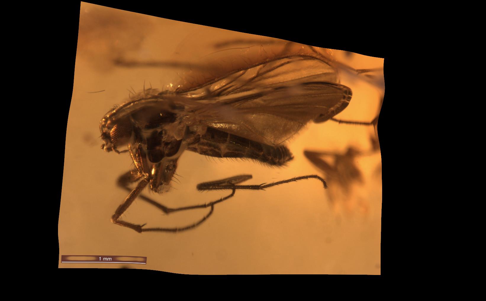 Gwybedyn y Madarch (Sciaridae)
