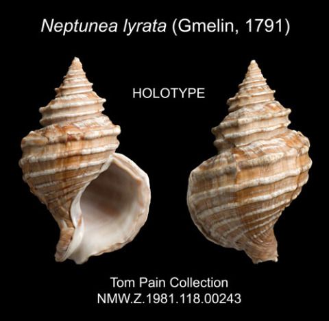 <em>Neptunea lyrata</em>, y sbesimen teip hynaf yn Amgueddfa Cymru, a gasglwyd gan y Capten James Cook yn Alaska ym 1778.