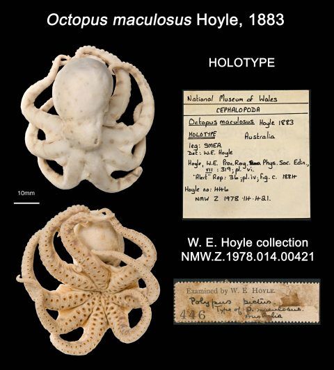 Lluniau a labeli sbesimen ar gyfer y teip <em>Octopus maculosus</em> a ddisgrifiwyd gan ein cyfarwyddwr cyntaf, Williams Evans Hoyle, ym 1883.
