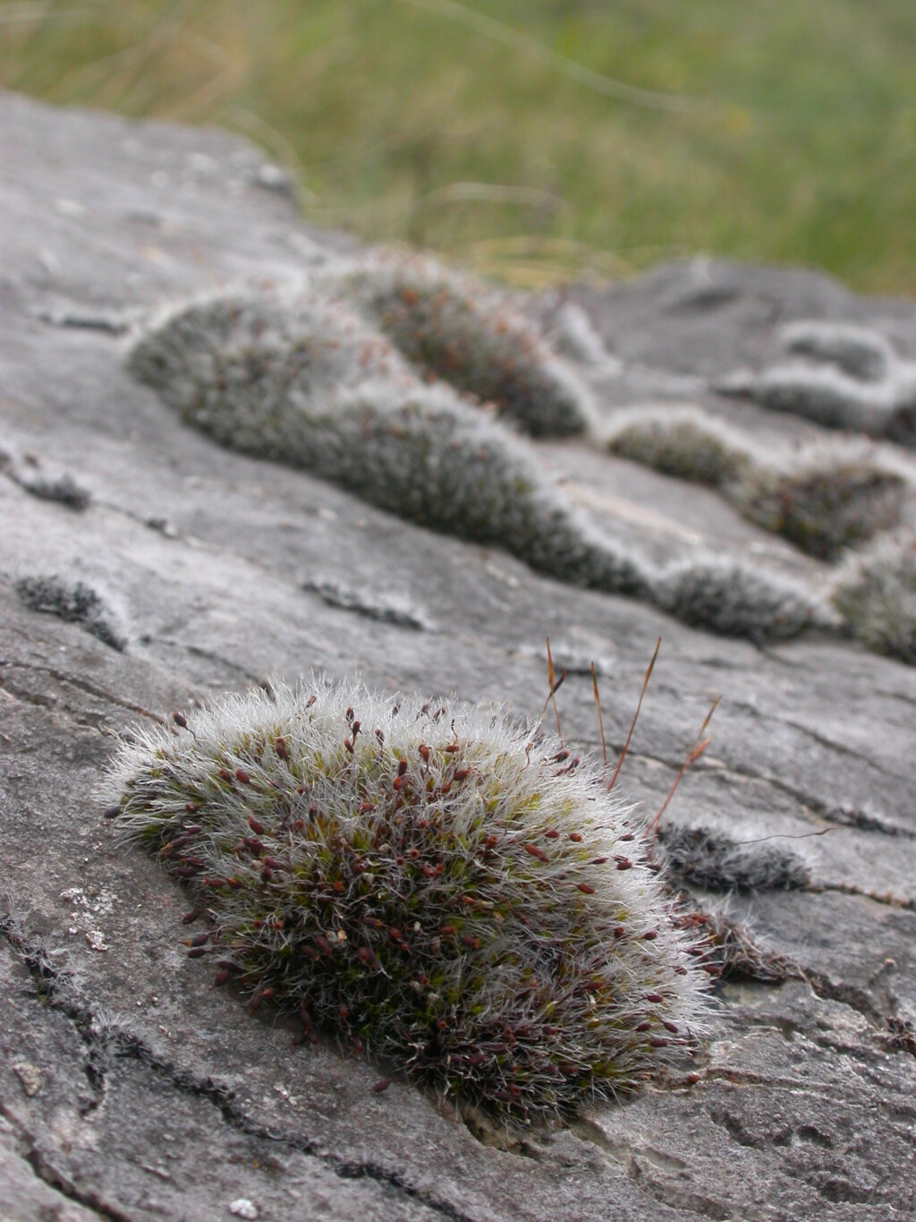 Grimia clustog-llwyd (<em>Grimmia pulvinata</em>) â blew gwyn, i’w weld yma ar wyneb y graig ar Ben y Gogarth, Llandudno. <em>© Kath Slade</em>