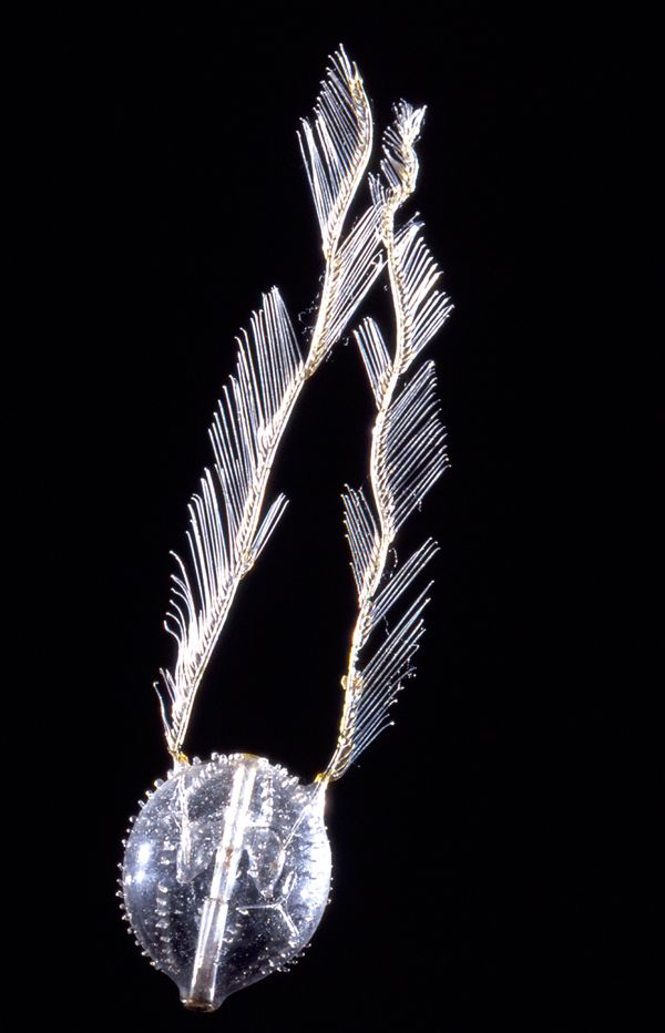 Pleurobranchia rhododactyla