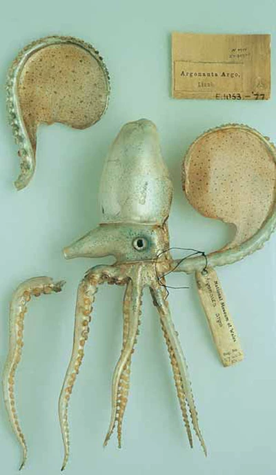 Cragen Bedr bapur cyn ei thrwsio